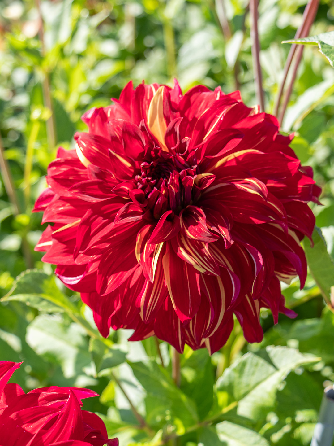 Dahlia-Bohemian-Spartacus Dahlia Bohemian Spartacus