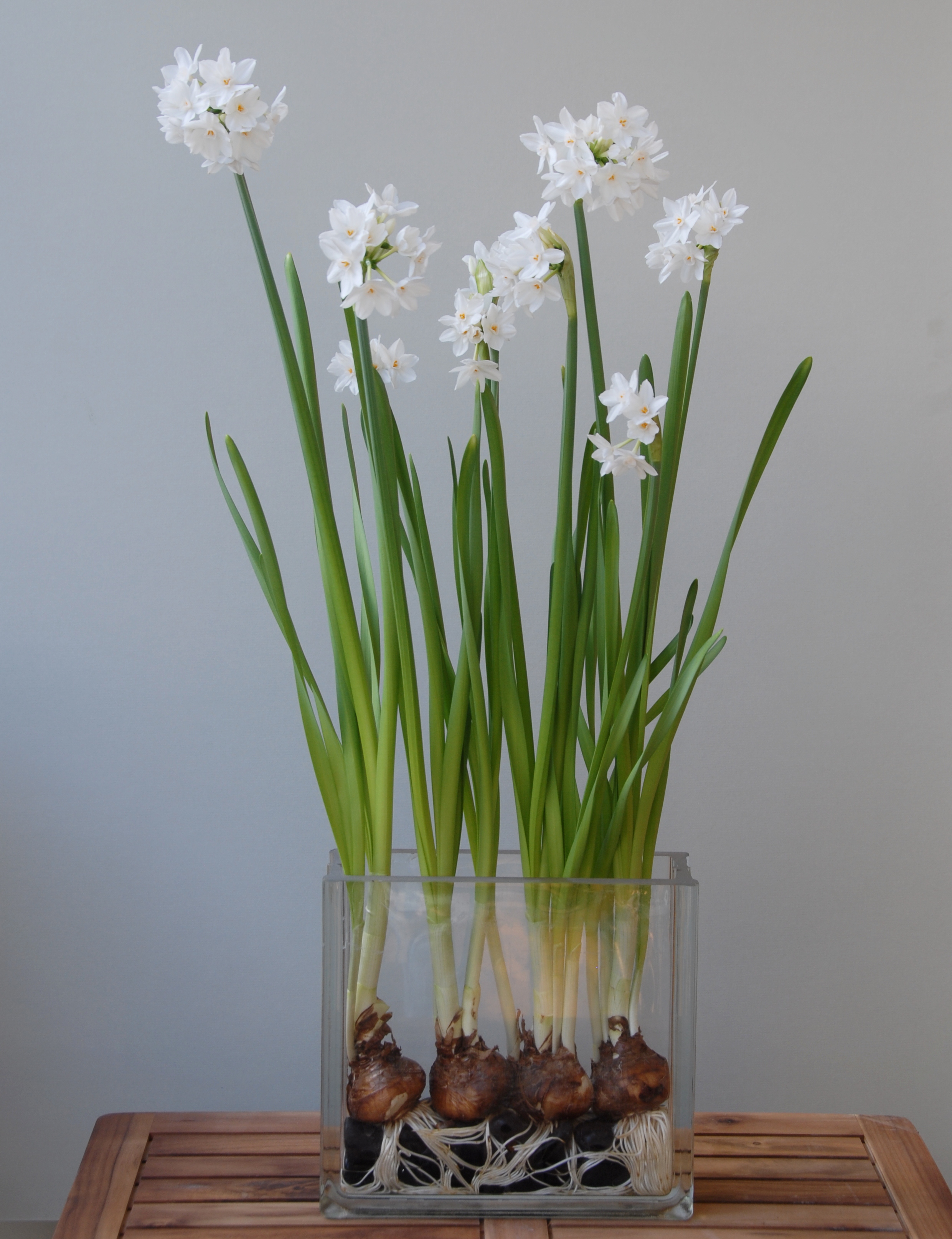 Paperwhite-ZIVA-2 Daffodil Ziva