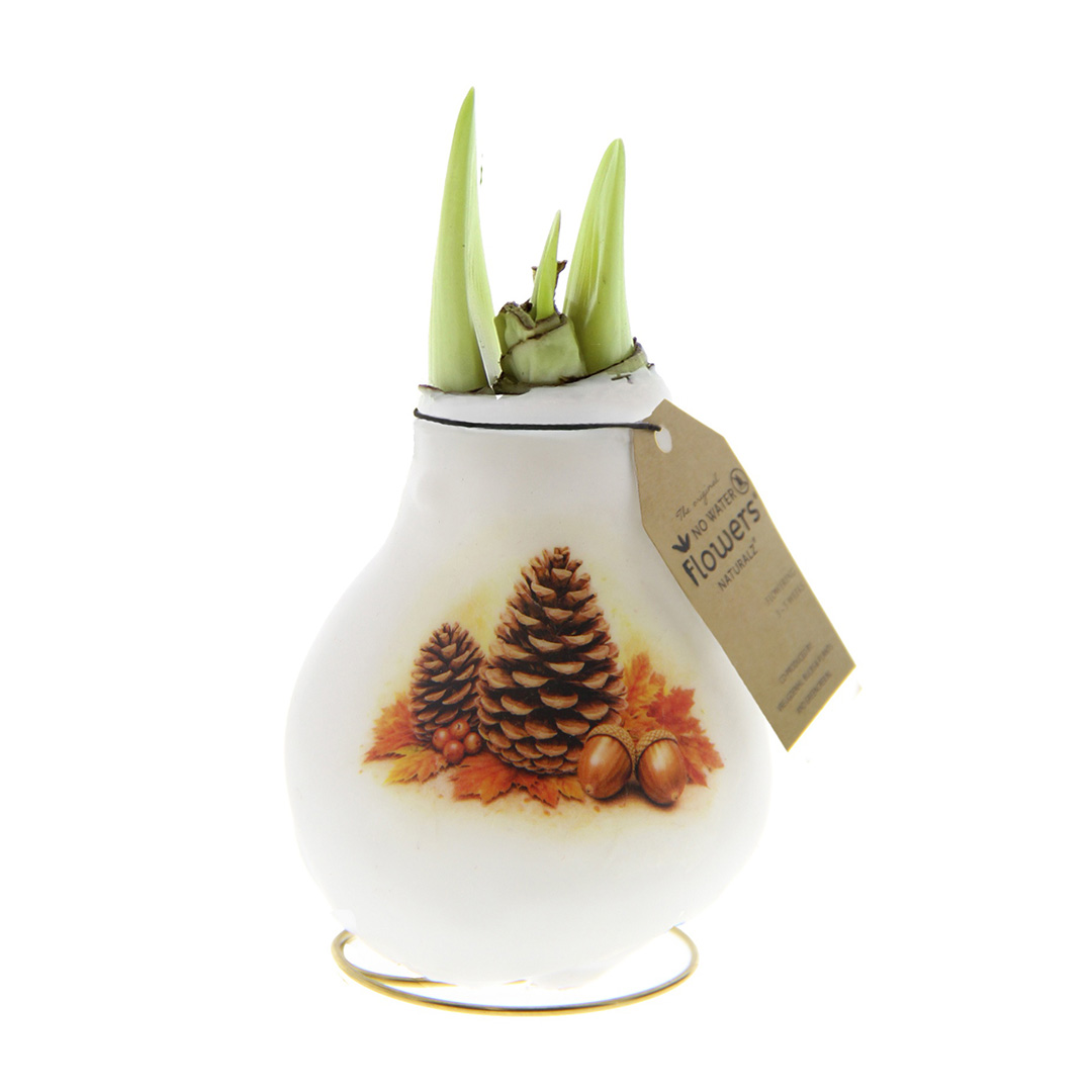 Wax Amaryllis Crafts Forest Pinecone
