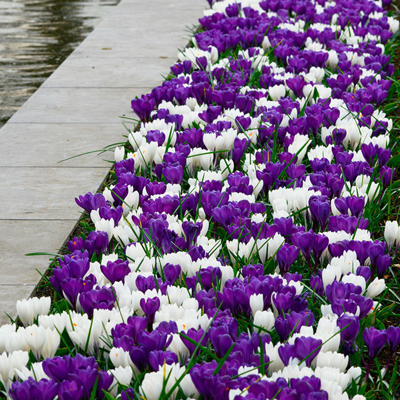 4016-Crocus-Flower-Record-03