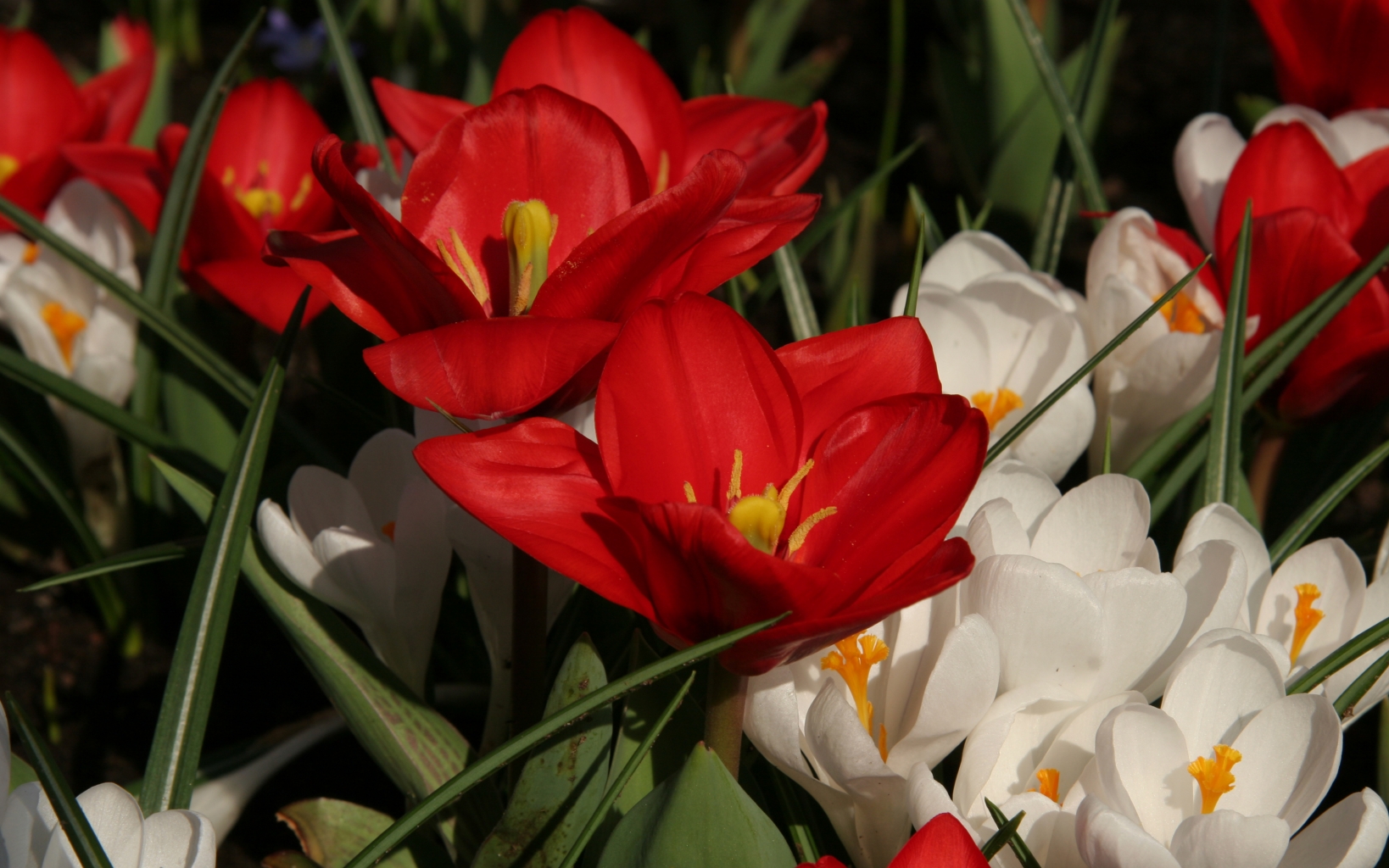 Tulip Showwinner