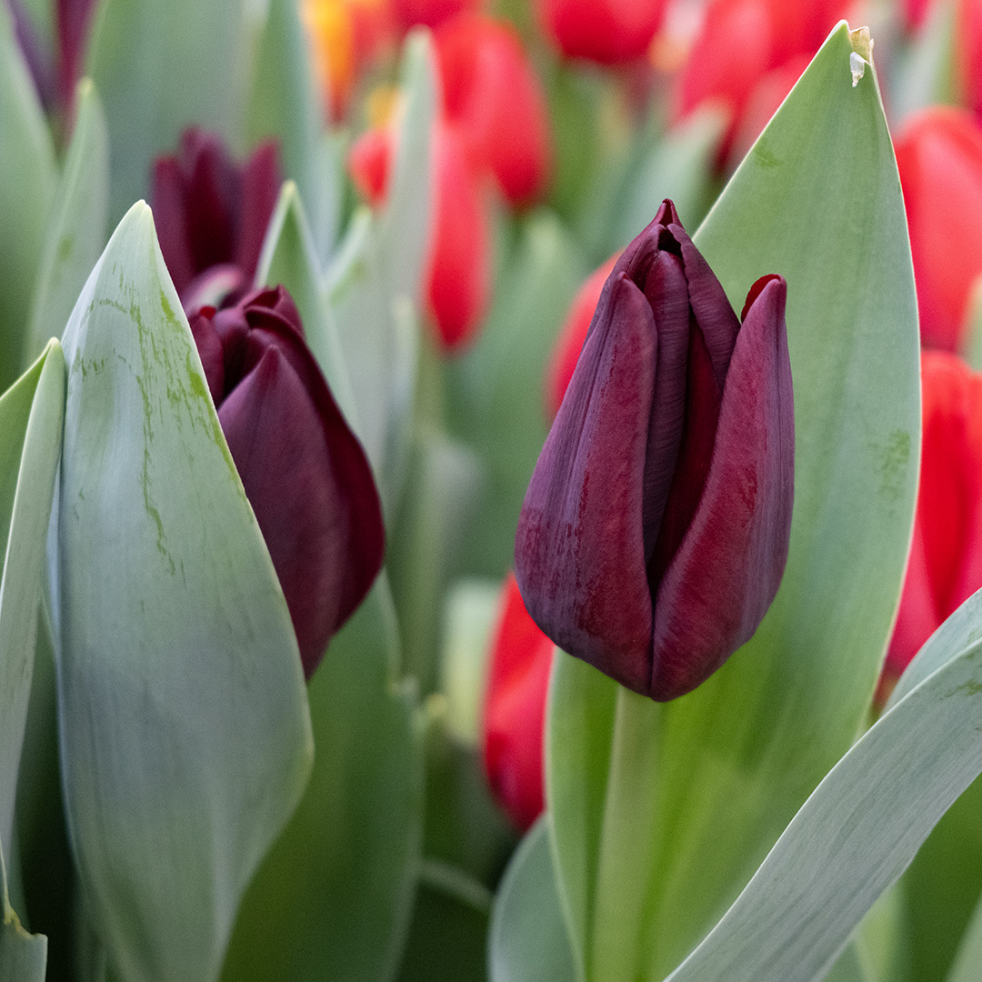 Tulip Toendra