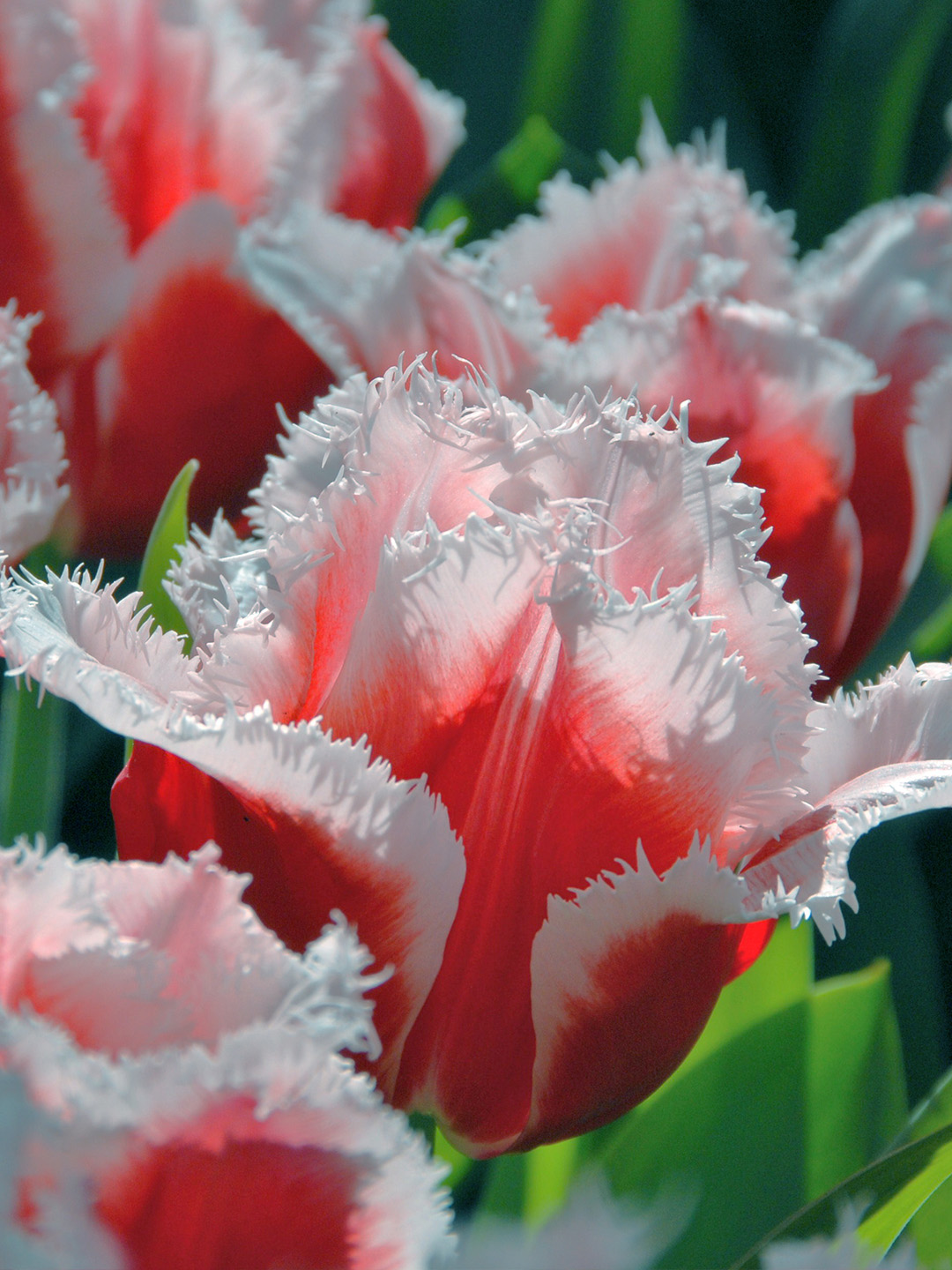 Tulip Canasta® 