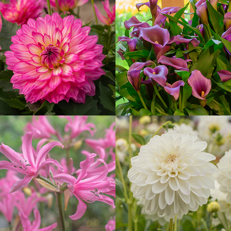 Balcony Summer Flower Mixture "Tropical Summer“