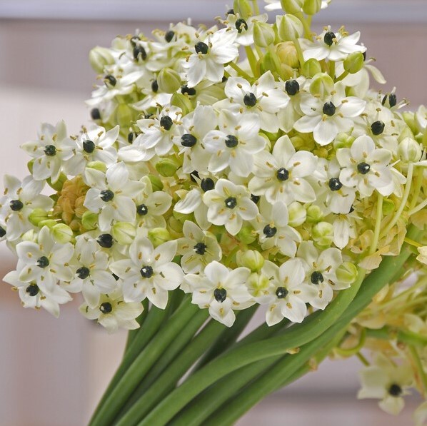 Semi Di Ornithogalum Saundersiae - Stella Di Betlemme, Confezione Da 8 Semi