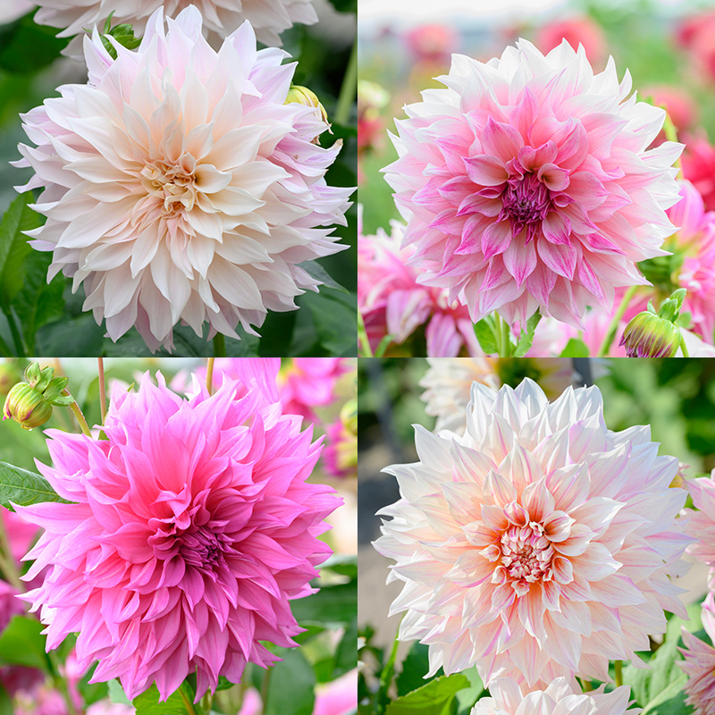 4401080-Dahlia-mix-Caf-au-Lait