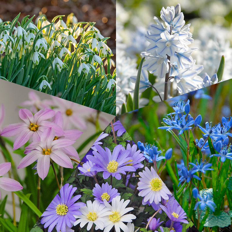 1245-Bloembollenpakket-Wild-Bunch Naturalizing Bulb collection "Wild Bunch"