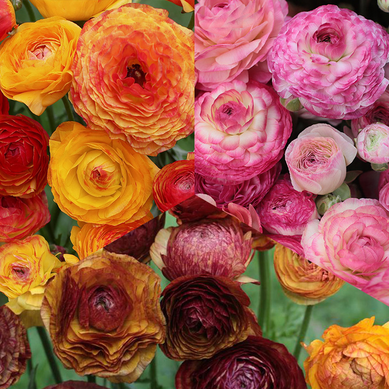 1250-Ranunculus-Picotee-mix Bulb Collection "Ranunculus Picotee"