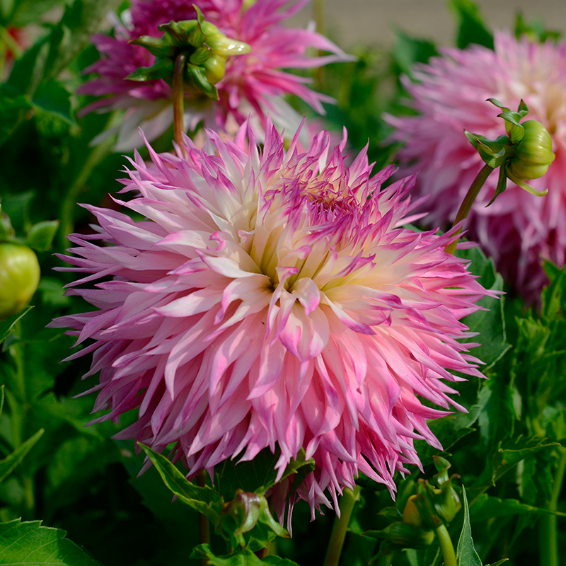 10400-Dahlia-Pinelands-Princess-04