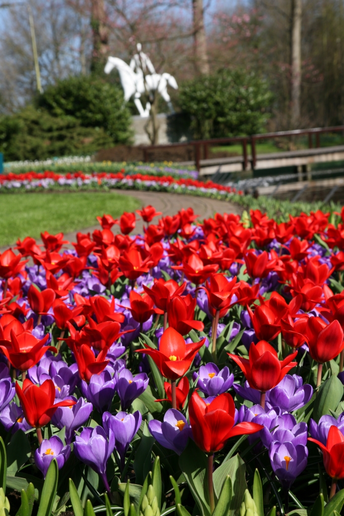 Tulip Showwinner