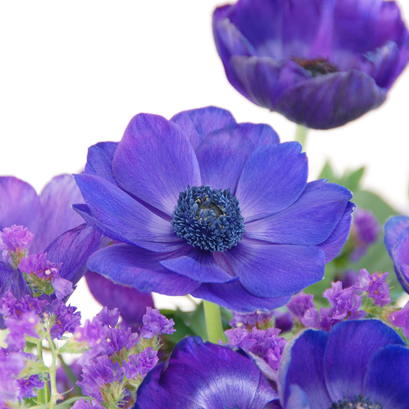 25013-Anemone-Mr-Fokker