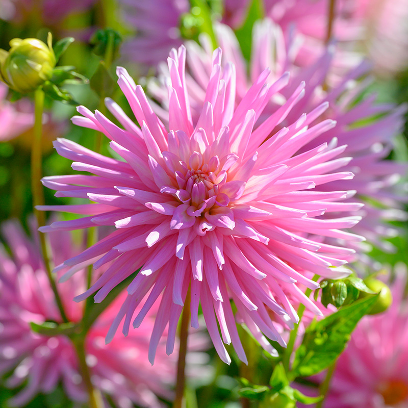 10250-Dahlia-Park-Princess