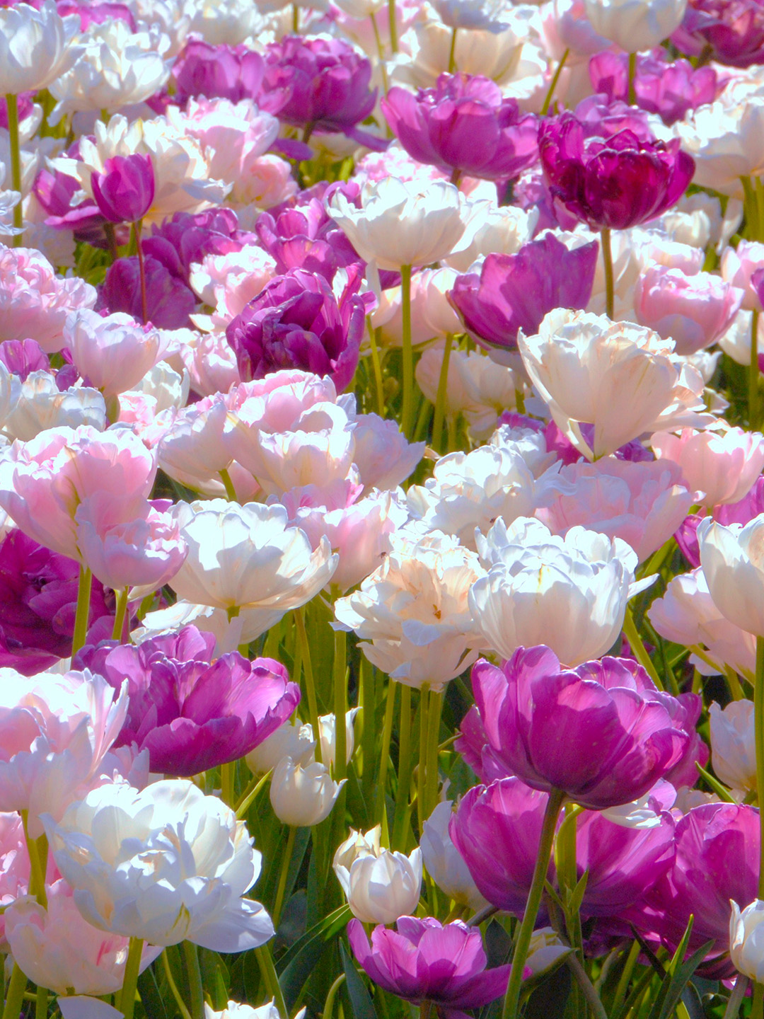 Collectie-May-Romance Tulip Bulb Collection "May Romance"