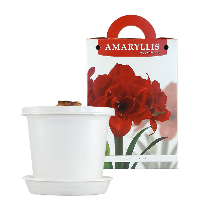 Amaryllis Cherry Nymph on pot and in gift box