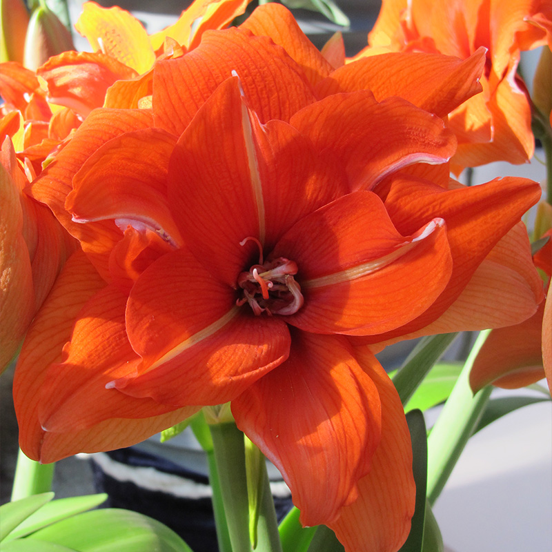 9424-Amaryllis-Celica-R