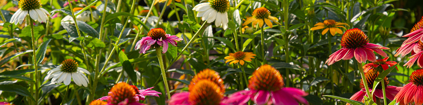 Brightening Up Sunny Spots with Perennials