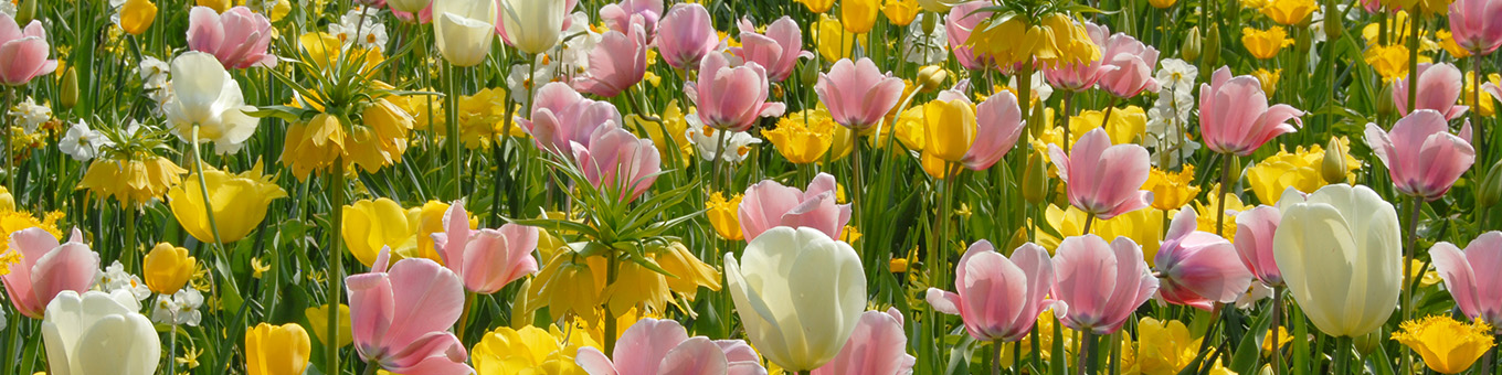 When is the best time to buy flower bulbs?