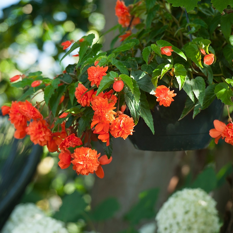 Begonia pendula orange