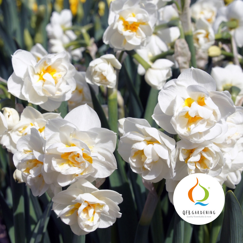 3010-Narcissus-Bridal-Crown-logo