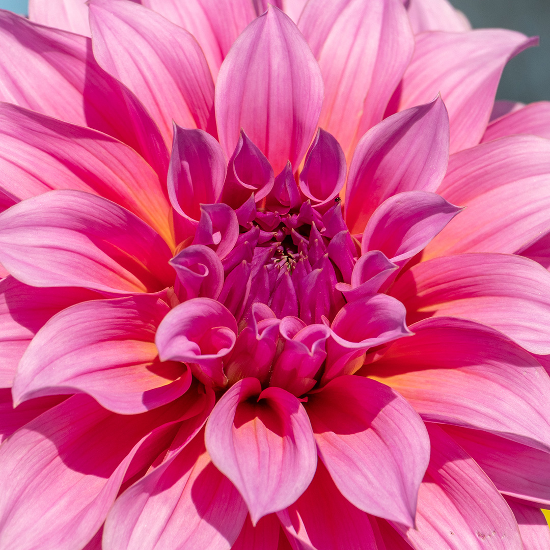 Dahlia-Arthur-Hambley-03