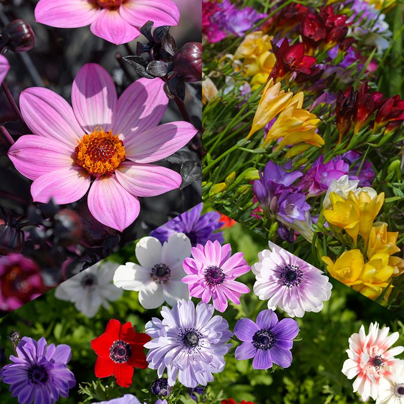 4405011-Bloembollen-pakket-Bij-en-Vlindertuin