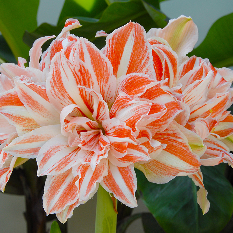 9595-hippeastrum-dancing-queen-02
