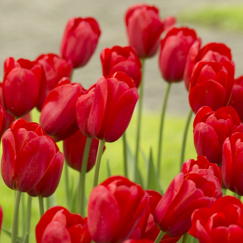 Tulip Kingsblood
