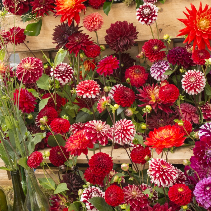 Reds-and-Two-Tone-Dahlia-mix