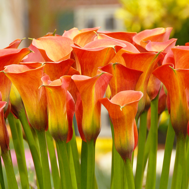 Calla Lily Captain Odeon®