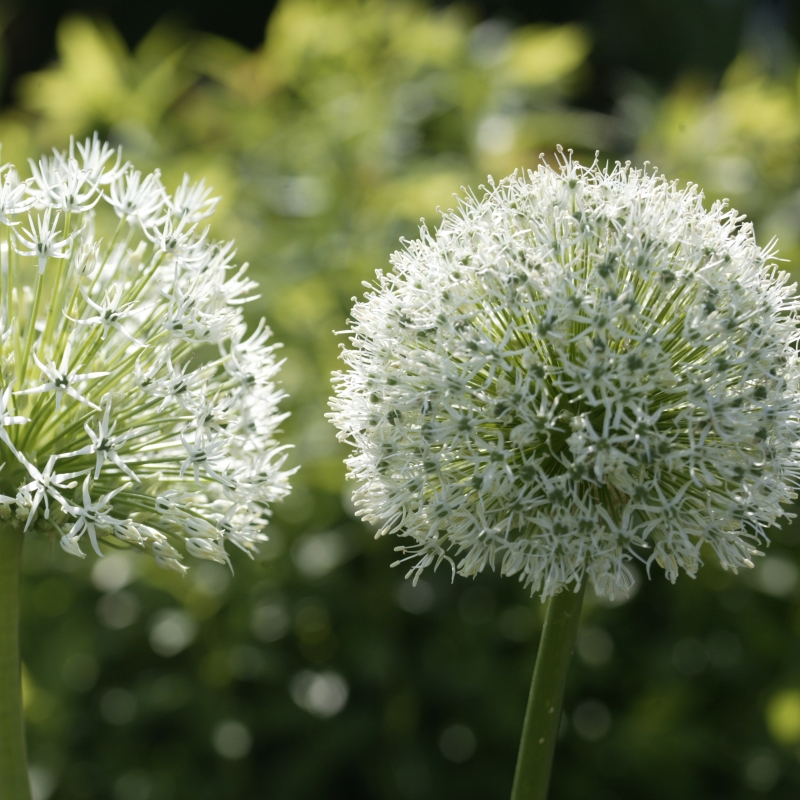 5030 Allium Mount Everest