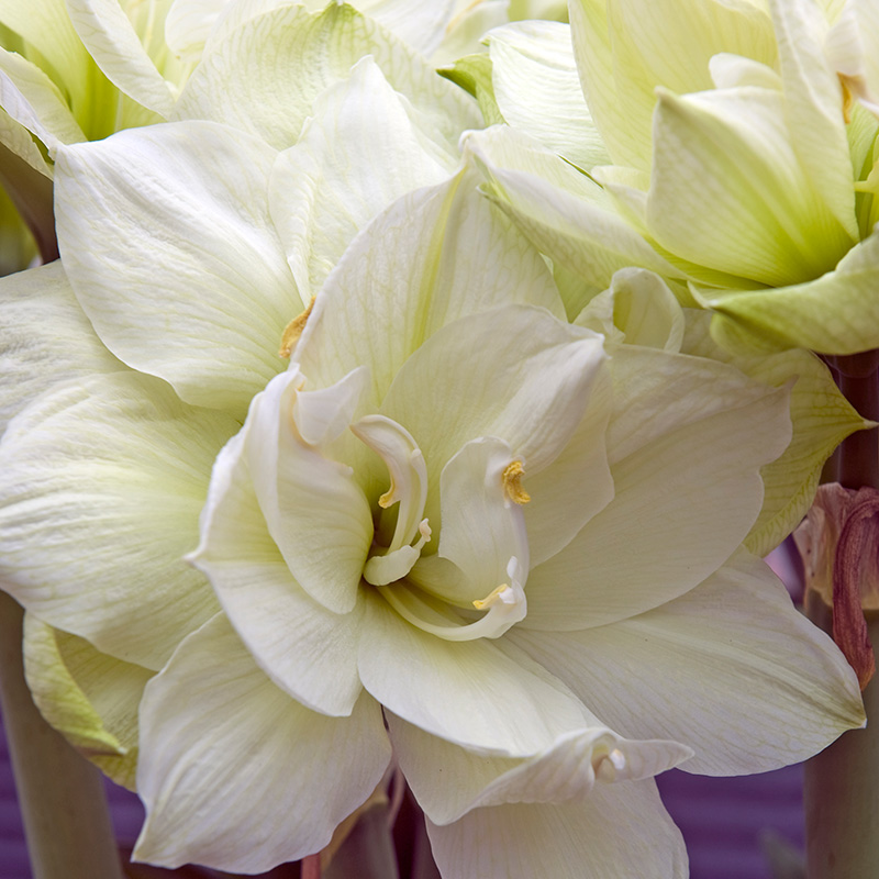 Hippeastrum-marilyn-01