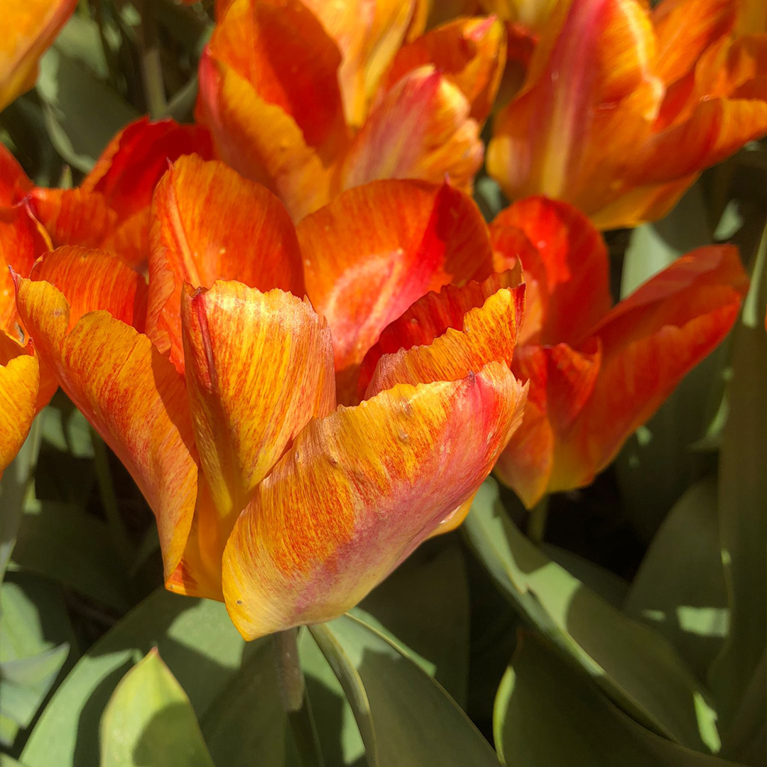Tulip Flaming Sunrise