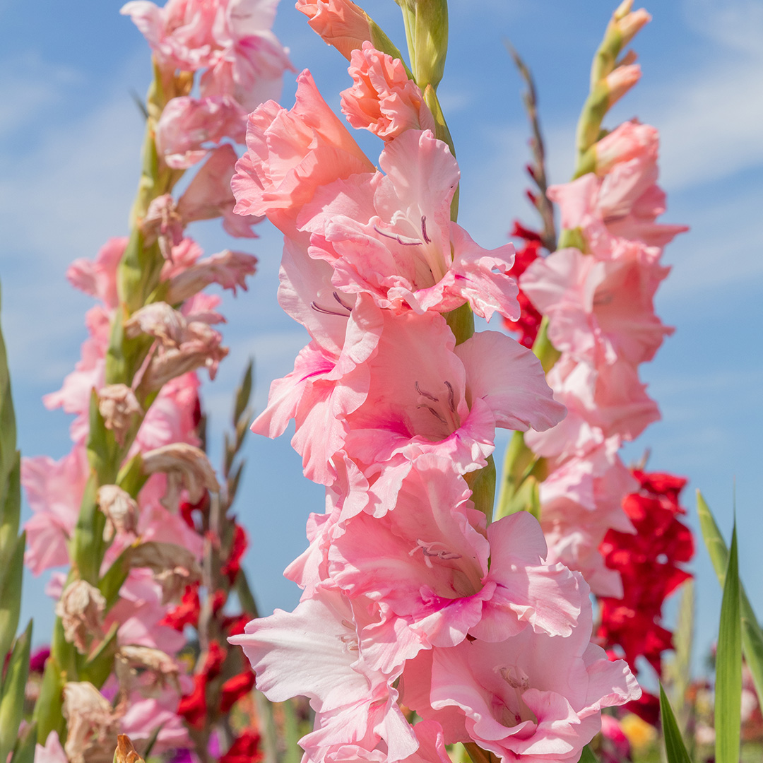Gladiolus Adrenalin