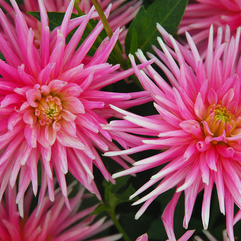10250-Dahlia-Park-Princess-02