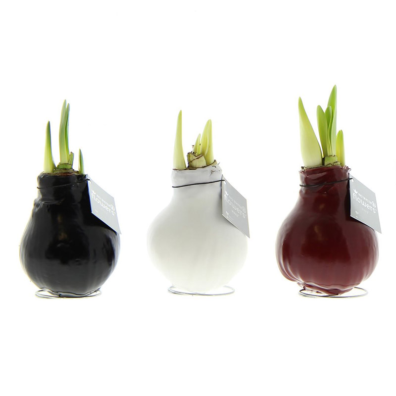 Wax Amaryllis Collectie Waxz