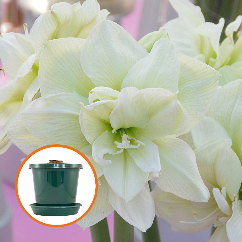 Amaryllis Marilyn® in pot and in gift box
