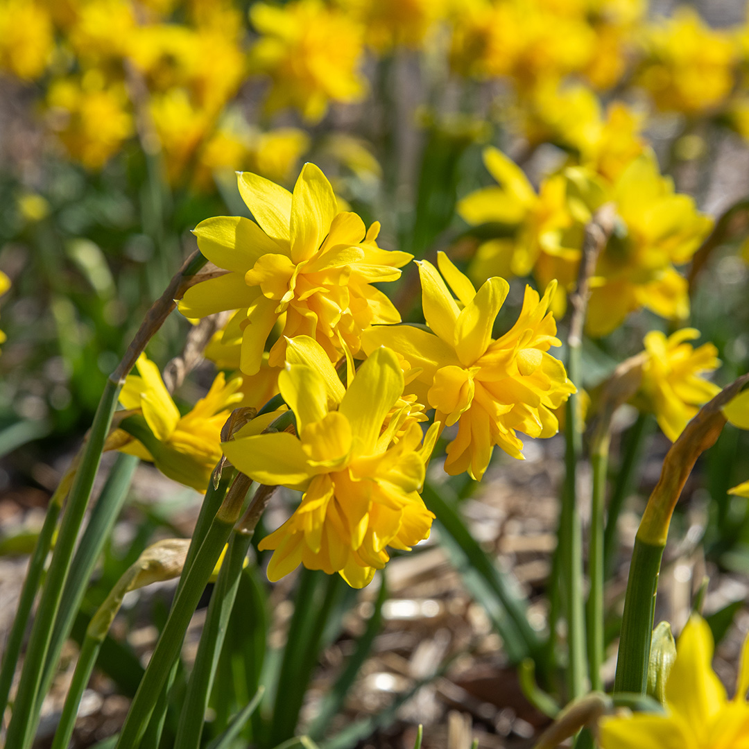 Daffodil Tête Bouclé