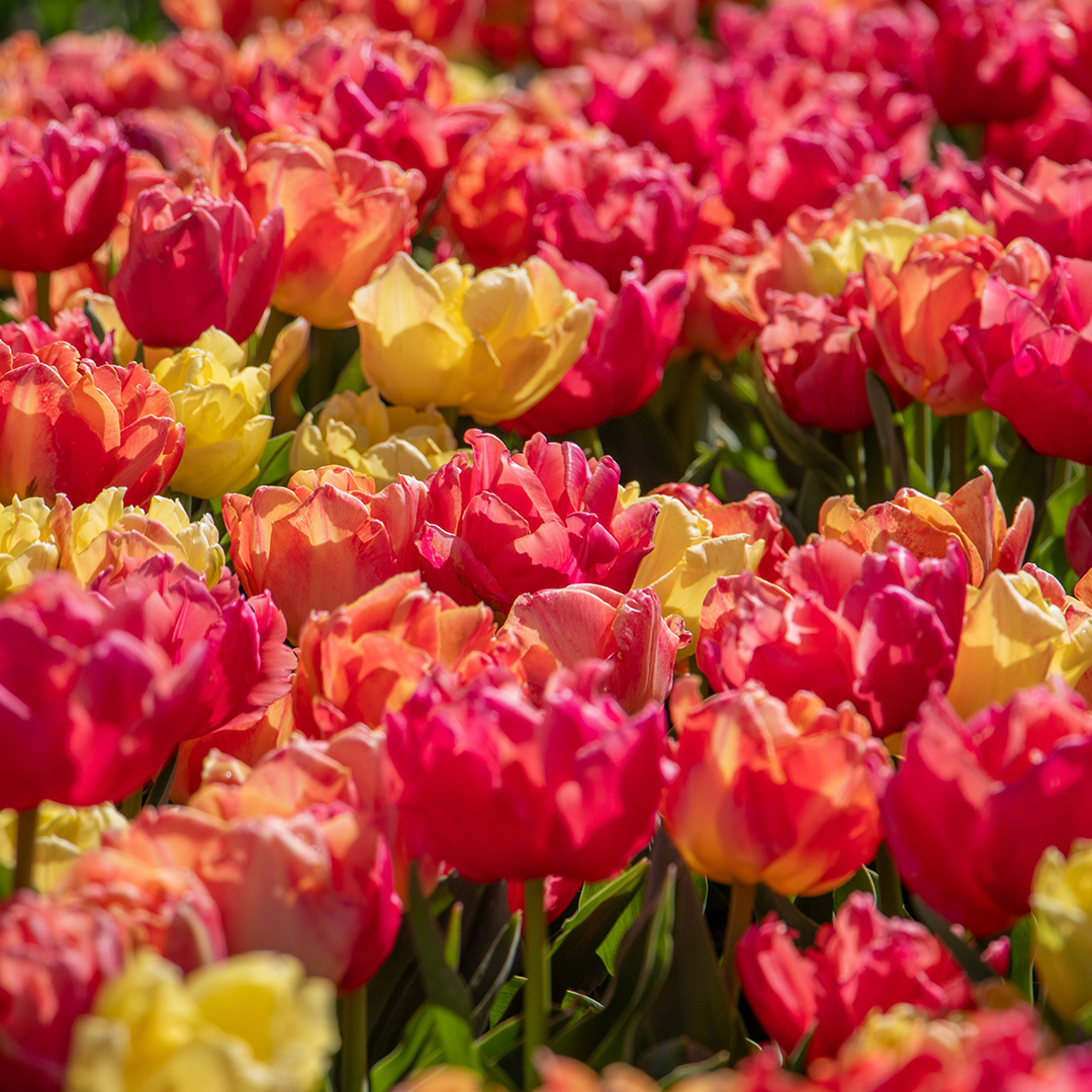 Tulip Mix Symbiose