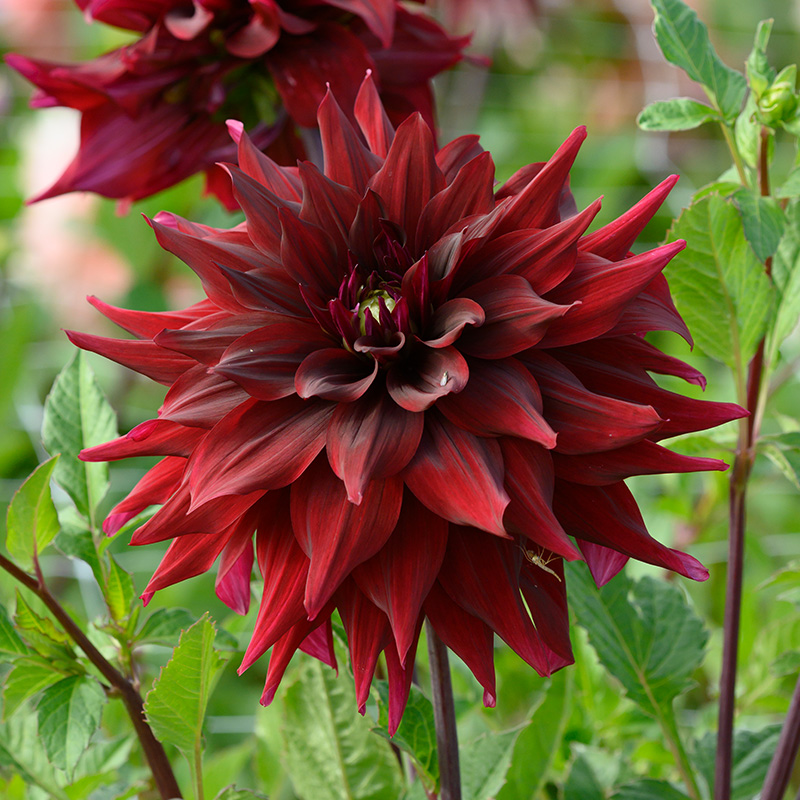 10043-Dahlia-Brigitta-Alida Dahlia Brigitta Alida