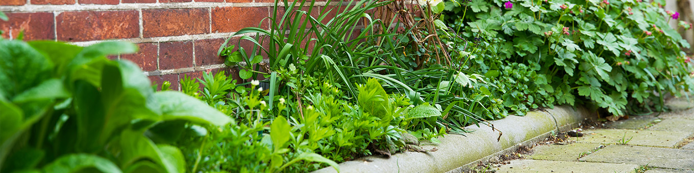 Replacing Paving Stones for More Greenery