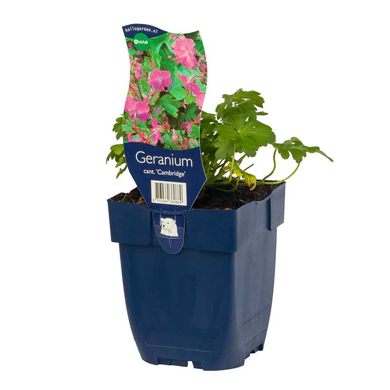 61001620-Geranium-cant-Cambridge-pot