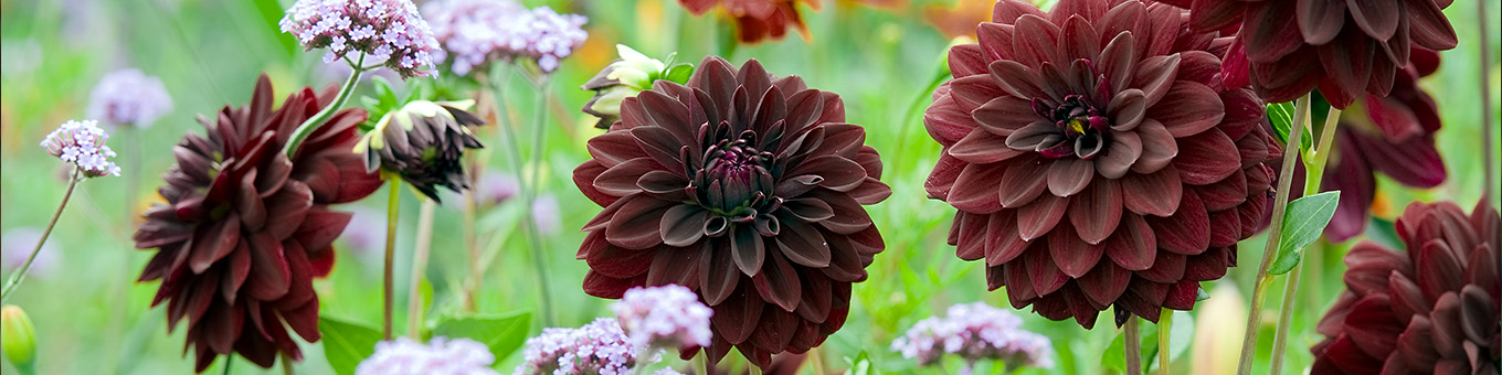 Black Dahlias: Mystical Beauty in the garden