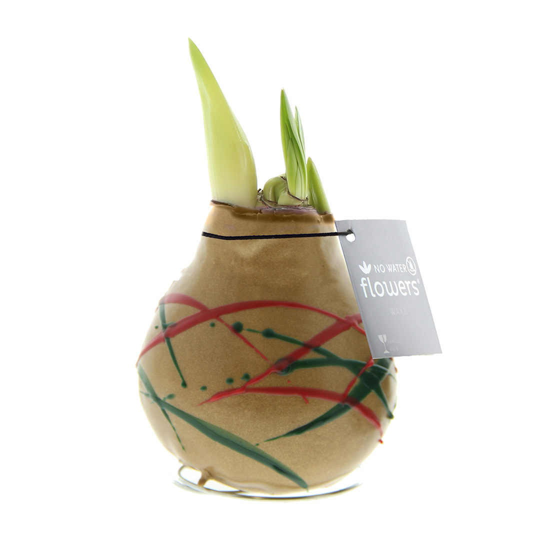 Wax Amaryllis Art Munch Gold