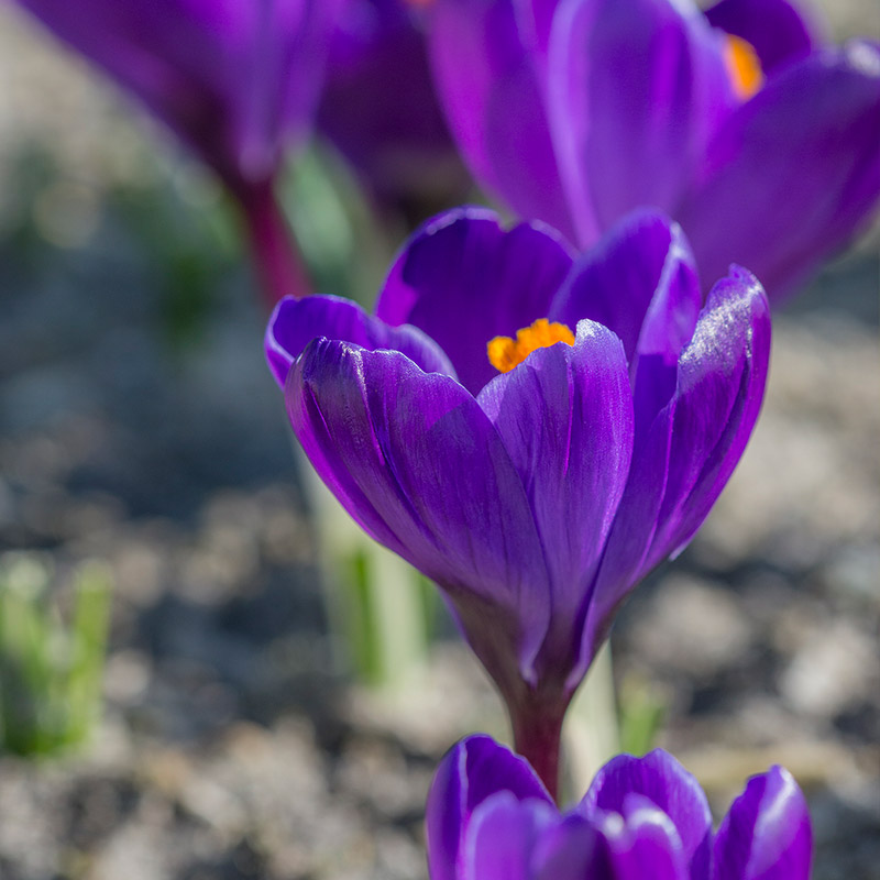4016-Crocus-Flower-Record Crocus Flower Record