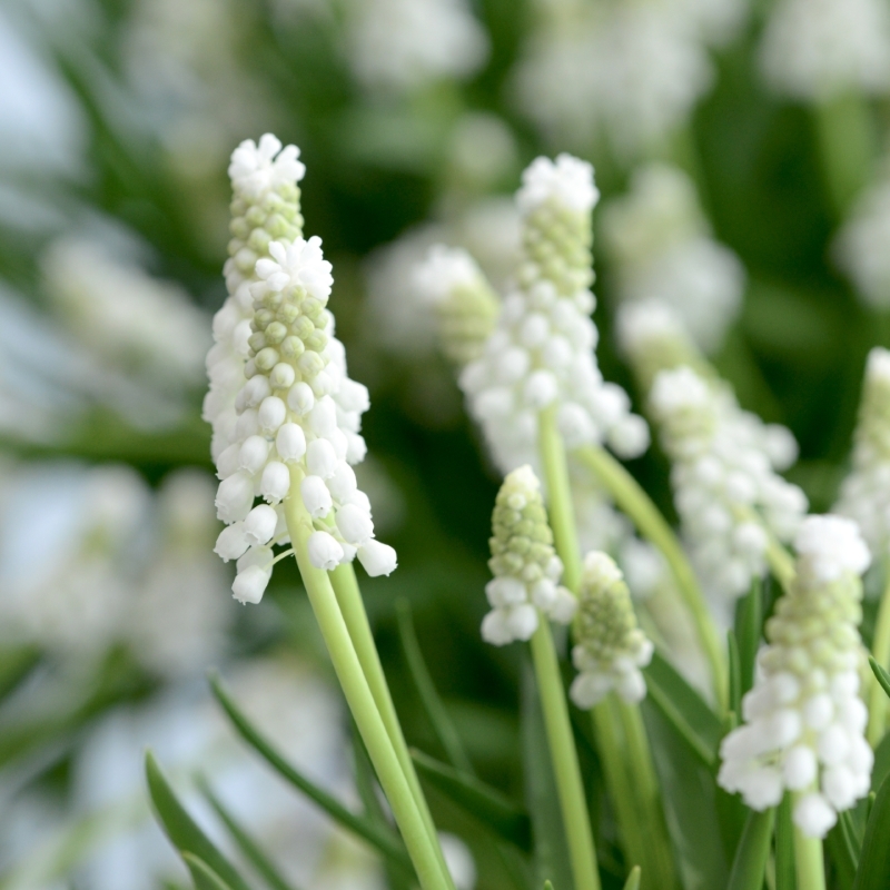 muscari_siberian_tiger_2_800