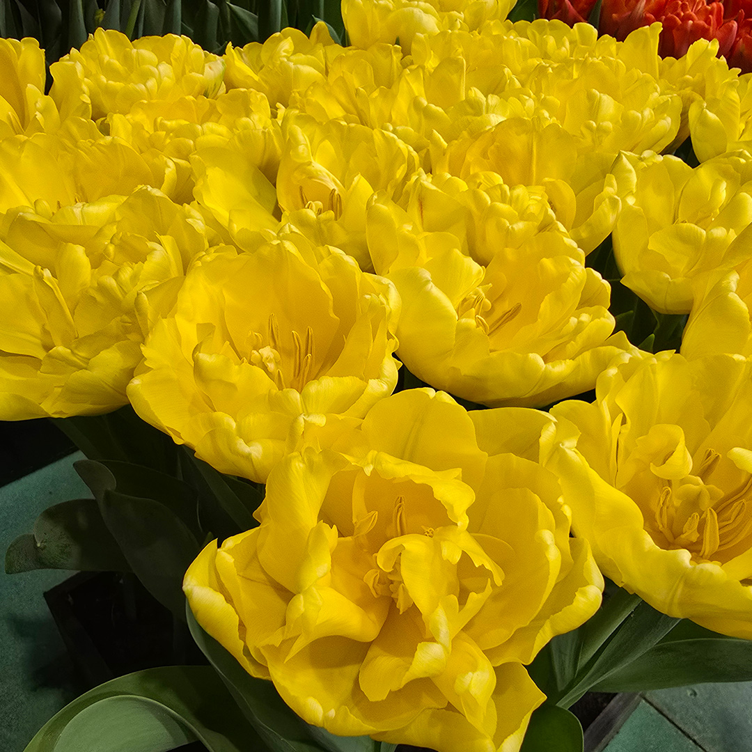 Tulip Mix Symbiose