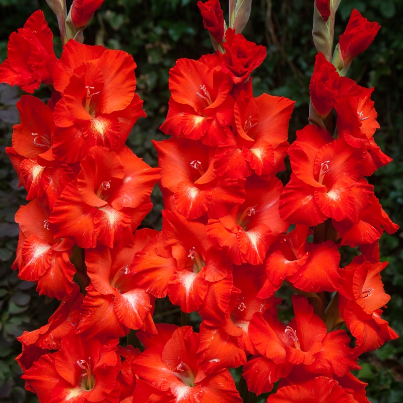 Gladiolus Traderhorn