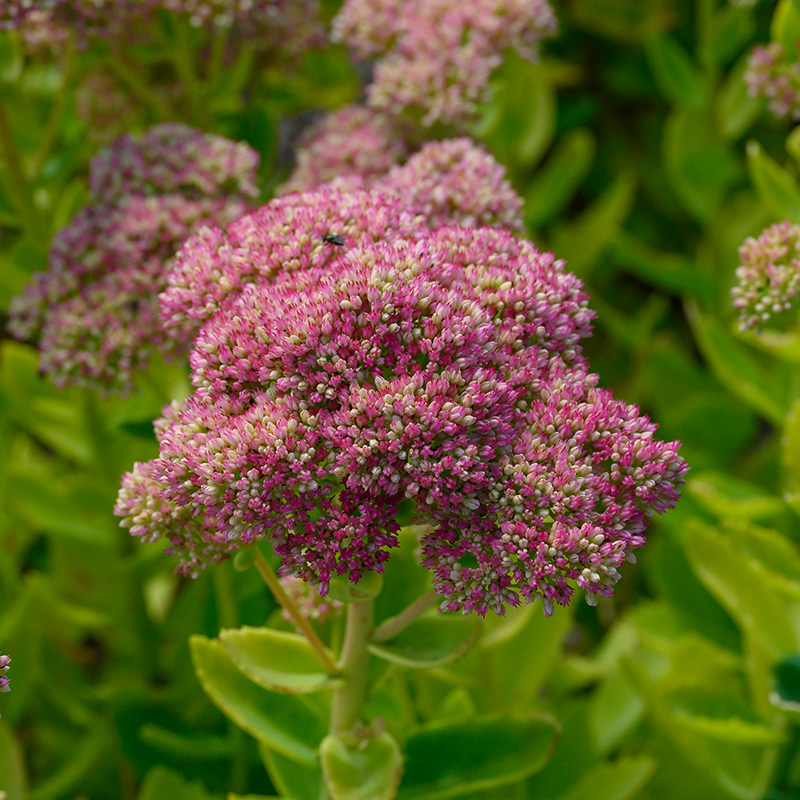 Stonecrop (Sedum) ‘Herbstfreude’