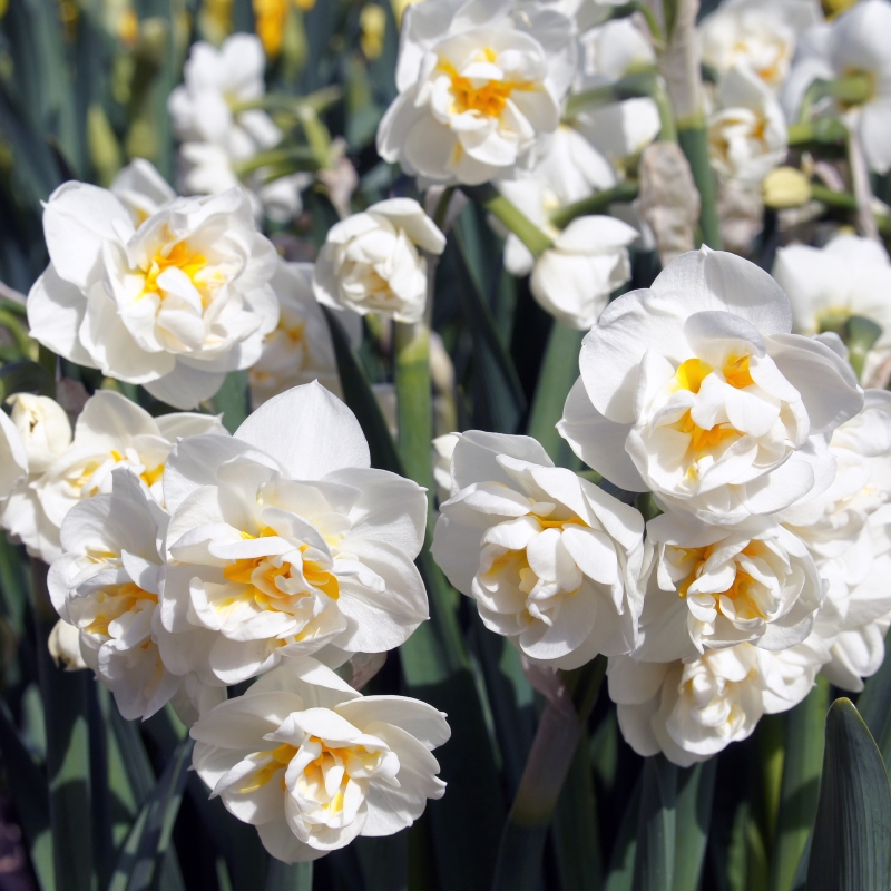 Daffodil Bridal Crown