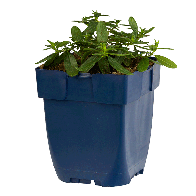 Helianthemum-Lawrensons-Pink